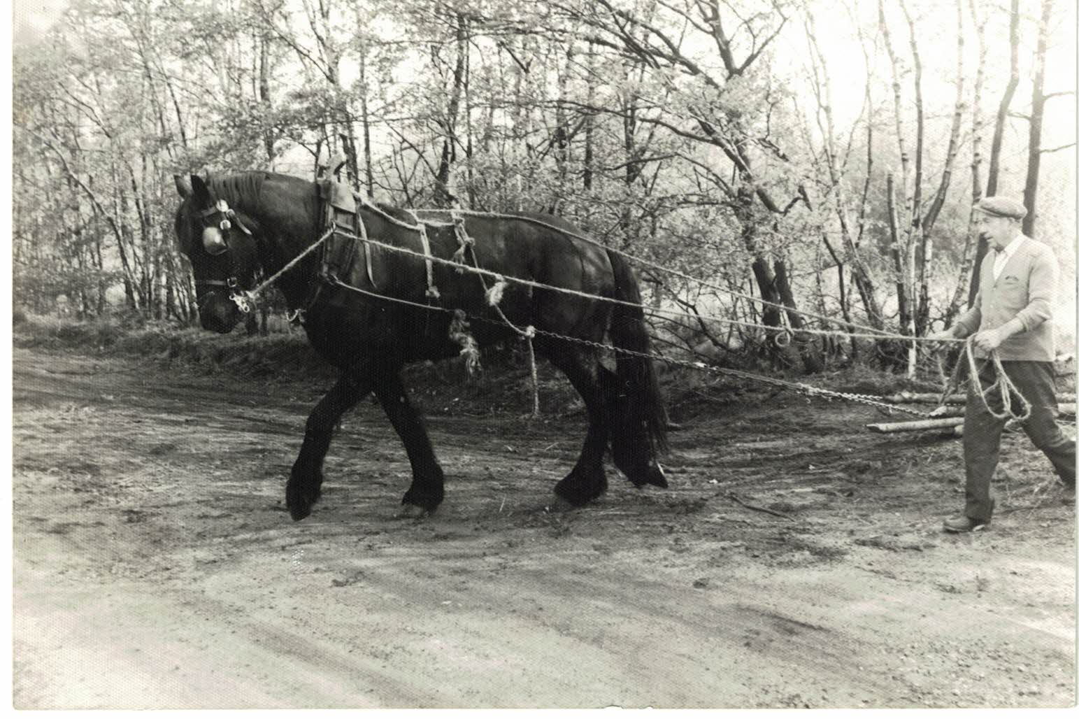 toon tillemans 107022026.jpg